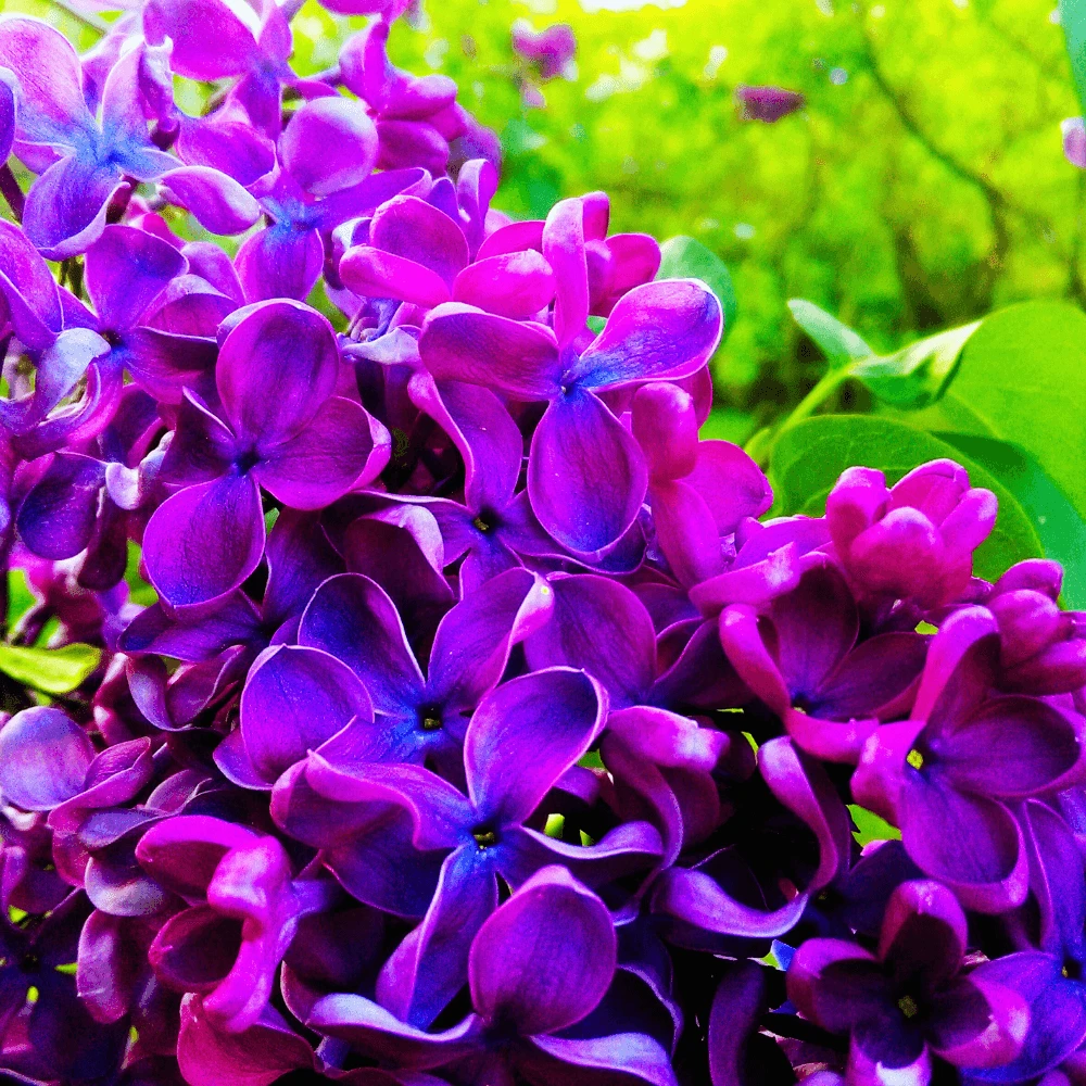 Lilacs Gold Travel Candle - Image 5