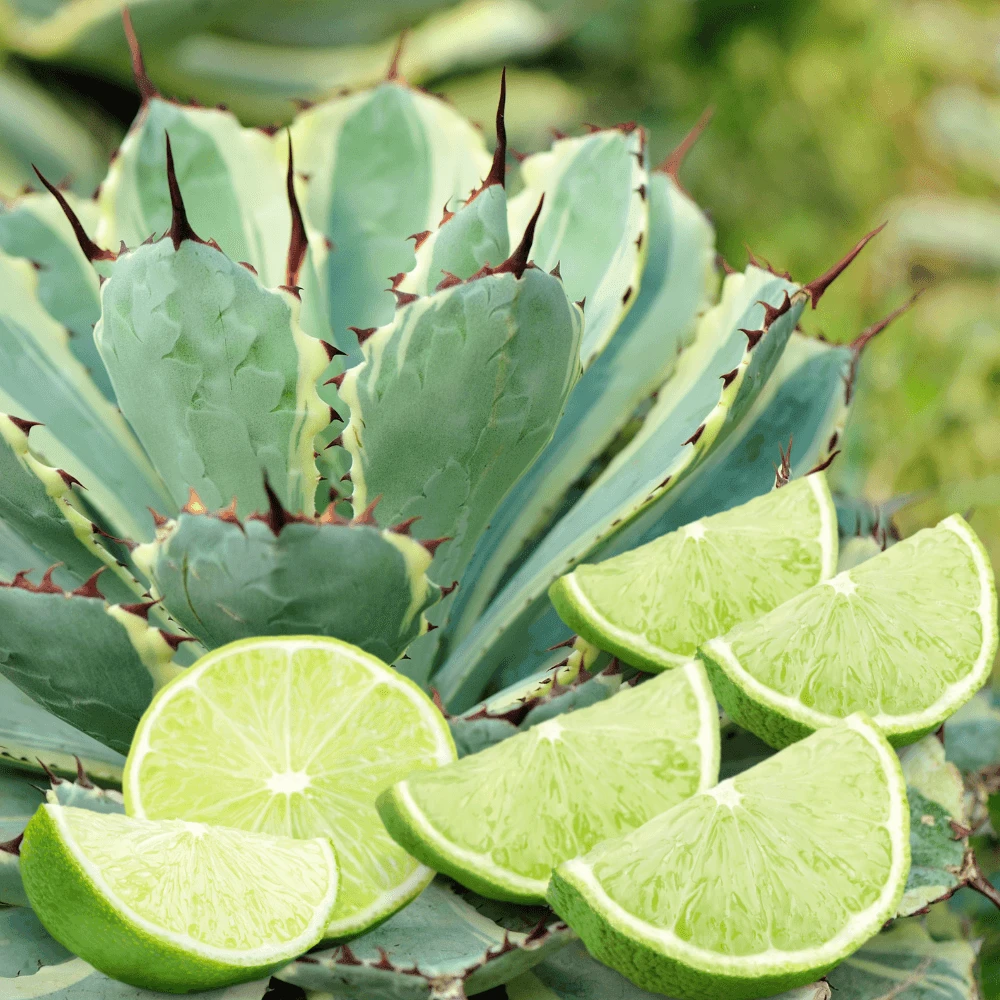 Citrus Agave Gold Travel Candle - Image 4